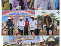 Sinergi Dukung Ketahanan Pangan, DPRD Lampung Ikuti Tanam Raya Jagung Serentak